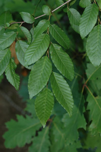American Hornbeam, Ironwood or Musclewood leaves